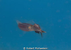 Squid with fish. It may be a sergeant major. by Robert Michaelson 
